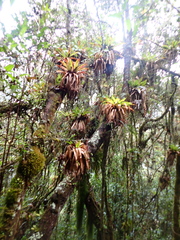 Tillandsia complanata