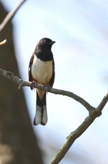 Pipilo erythrophthalmus