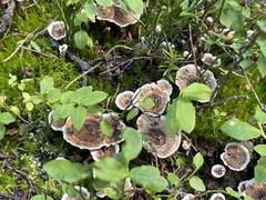 Thelephora terrestris