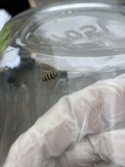 Vespula alascensis