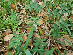 Mimosa microphylla