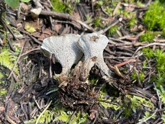 Thelephora terrestris