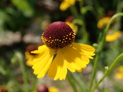 Helenium flexuosum