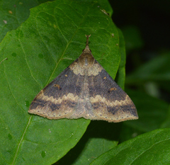 Renia discoloralis