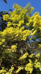 Acacia fimbriata