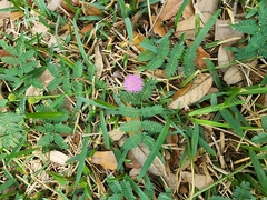 Mimosa microphylla