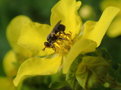 Thecophora