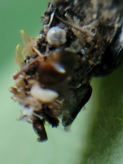 Phyllotreta striolata