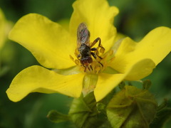 Thecophora