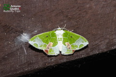 Protuliocnemis partita