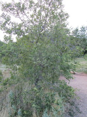 Celtis occidentalis