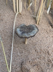 Psathyrella arenulina