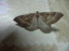 Larentia clavaria