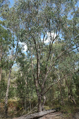 Eucalyptus umbra