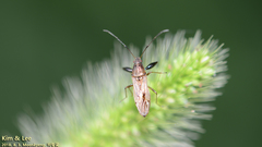 Pachygrontha antennata
