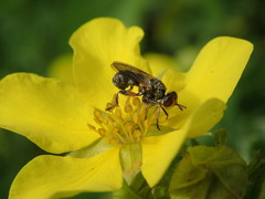Thecophora