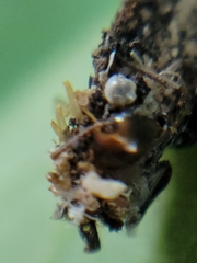 Phyllotreta striolata