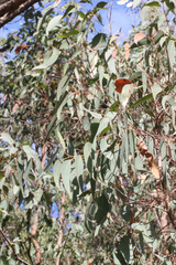 Eucalyptus umbra