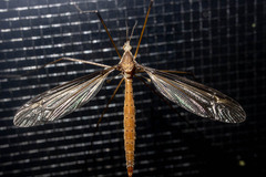 Platytipula