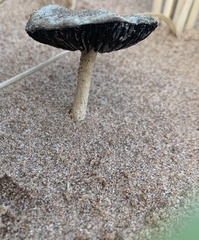Psathyrella arenulina