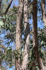 Eucalyptus umbra