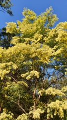 Acacia fimbriata