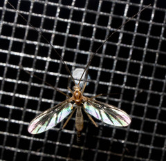 Keroplatidae