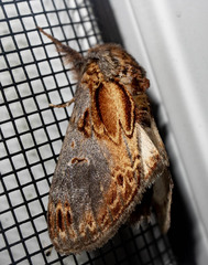 Notodonta scitipennis