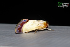 Westermannia triangularis