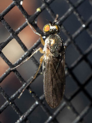 Empidoidea