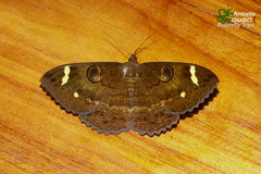 Erebus hieroglyphica