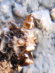 Phyllotreta striolata