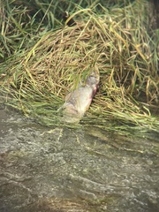 Oncorhynchus gorbuscha