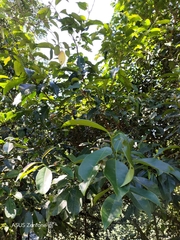 Turpinia formosana