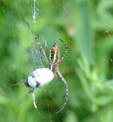 Argiope trifasciata