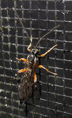 Itoplectis conquisitor