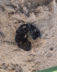 Psathyrella arenulina