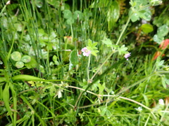 Geranium seemannii