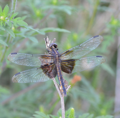 Libellula luctuosa
