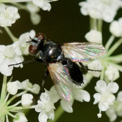 Leucostomatini