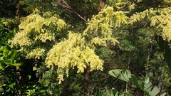 Acacia fimbriata