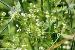 Galium asprellum