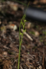 Prasophyllum gracile