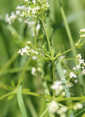 Galium asprellum