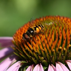 Eristalis transversa