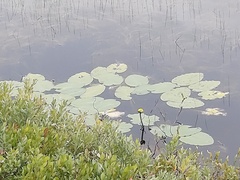 Nuphar variegata