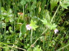 Geranium seemannii