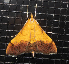 Pyrausta bicoloralis