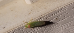 Gyponana octolineata