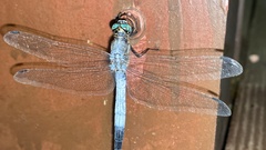 Orthetrum albistylum speciosum